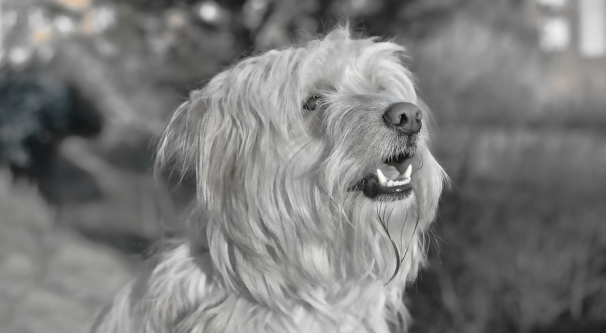 Fotografía Artística 10x5,5cm 15