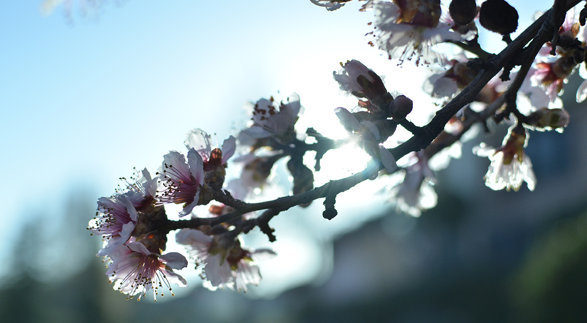 Fotografía Artística 10x5,5cm 17