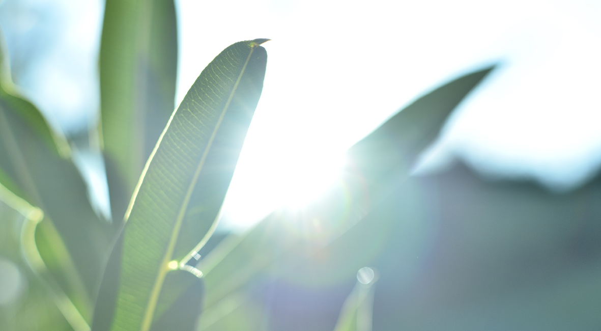 Fotografía Artística 10x5,5cm 18